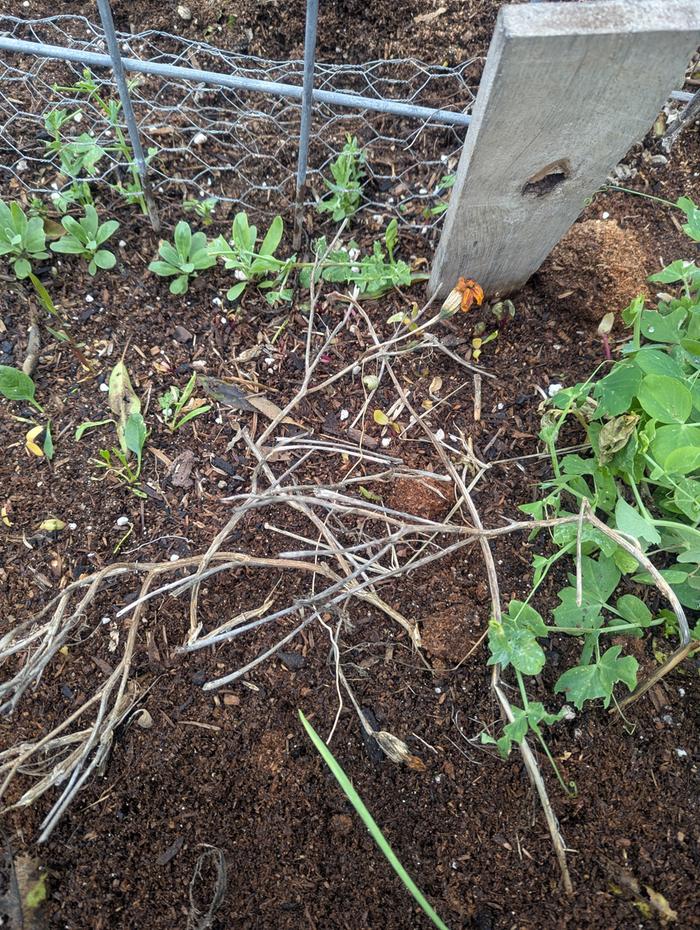 what all but one of the marigolds look like 