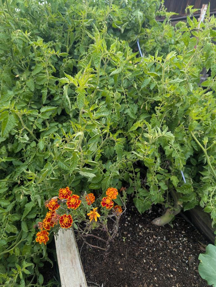 Marigold next to tomato on 12/6/25