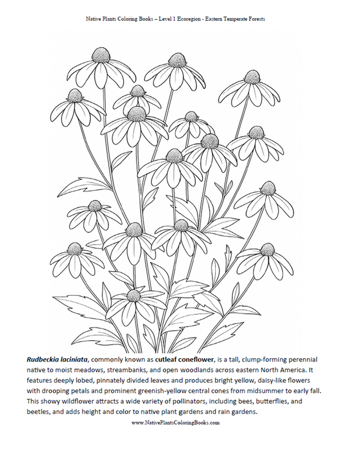 [Thumbnail for Cutleaf-Coneflower.png]