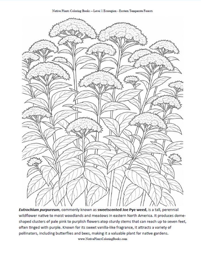 [Thumbnail for Joe-Pye-Weed.png]