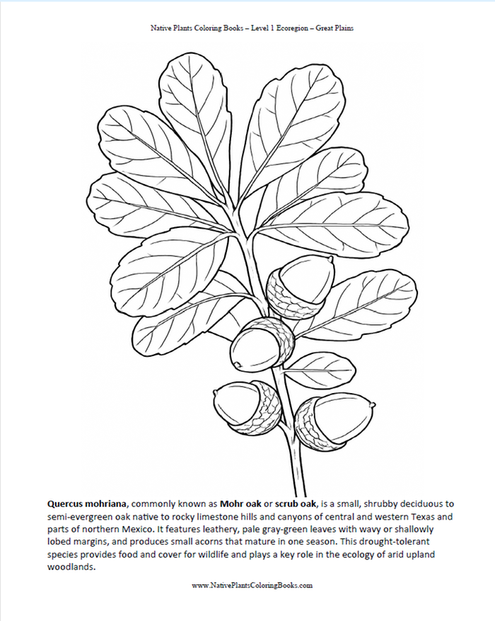 [Thumbnail for Mohr-Oak.png]