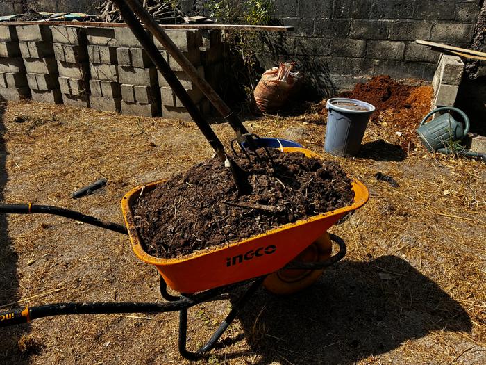 Harvest of last year's humanure