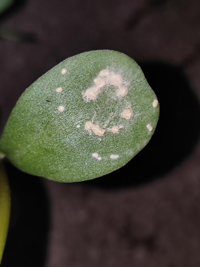 [Thumbnail for IMG_20251210_182951.jpg]