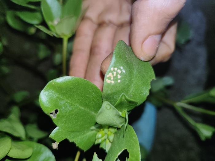 [Thumbnail for IMG_20251210_182613.jpg]