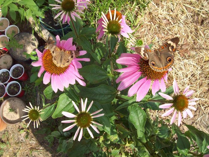 moths on coneflowers