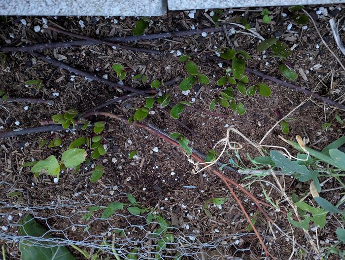 lots of Malabar spinach seedlings 