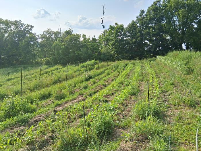 [Thumbnail for 20250610_182126.jpg]