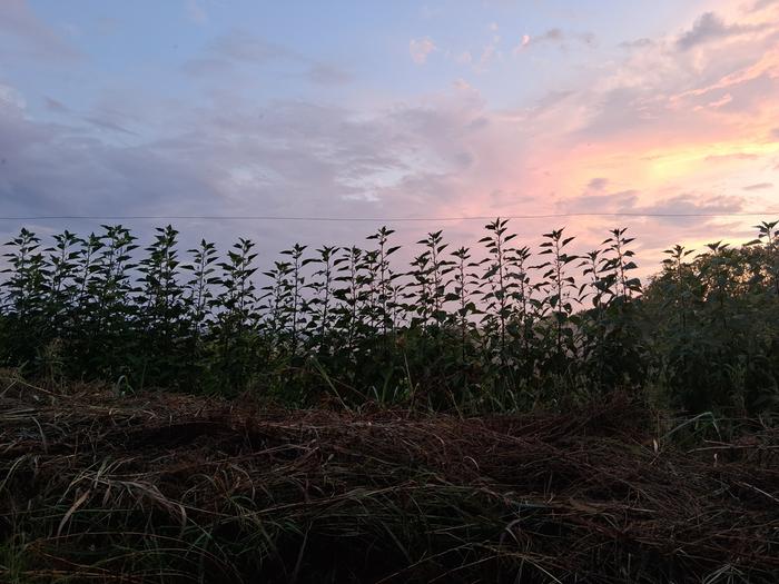 [Thumbnail for 20250813_203339.jpg]