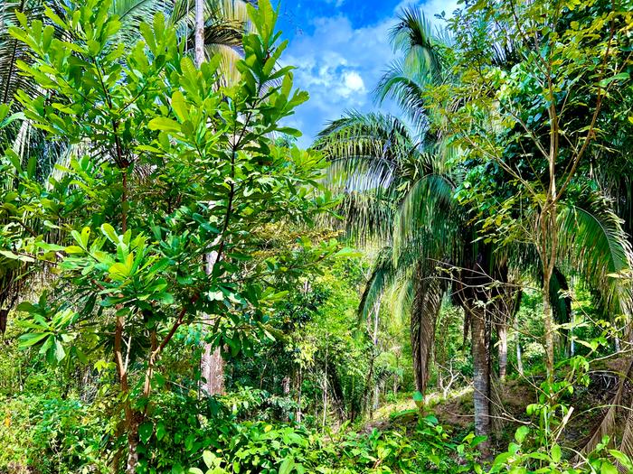 Jungle View to directly across the street