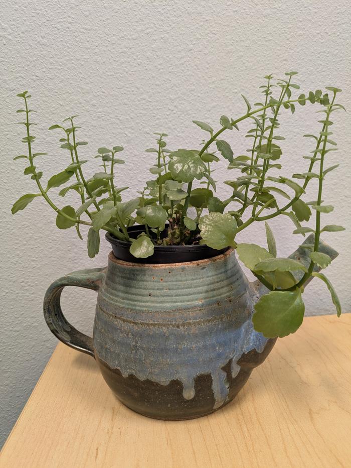 Teapot Planter