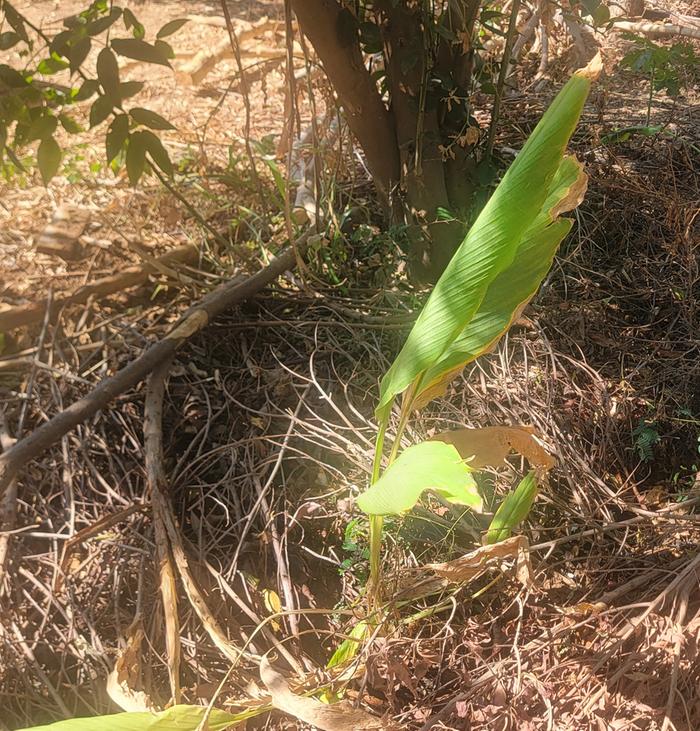 A sad looking turmeric in dry season