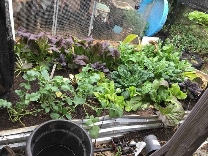 Turmeric in the right part of the raised bed