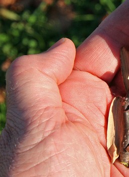 [Thumbnail for Tuliptree-Seed-JB-2.jpg]