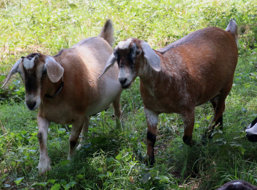 two of my Kinder does