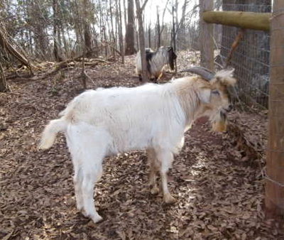 Elvis, my former Kiko buck