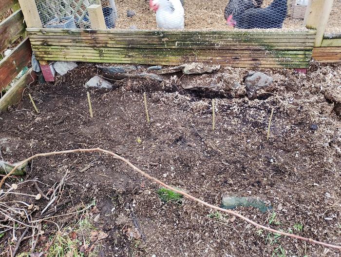 Willow cuttings being supervised by Gertrude