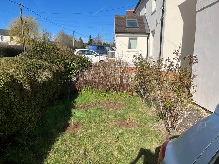 Gooseberry and blackcurrant cuttings