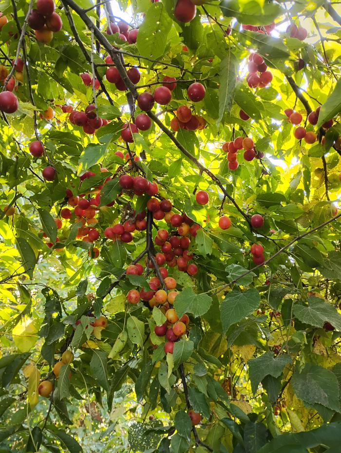 [Thumbnail for IMG_20250911_164017945_HDR.jpg]