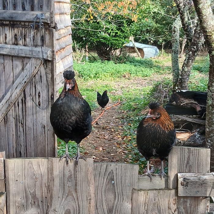 &amp;#91;chicken.jpeg&amp;#93;