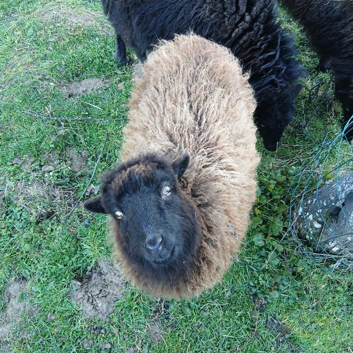 &amp;#91;AprilTheSheep.jpg&amp;#93;