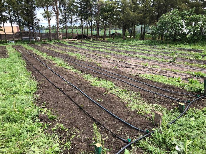 [Thumbnail for Garden.jpeg]