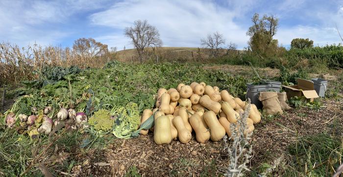 [Thumbnail for GardenHarvest.jpeg]