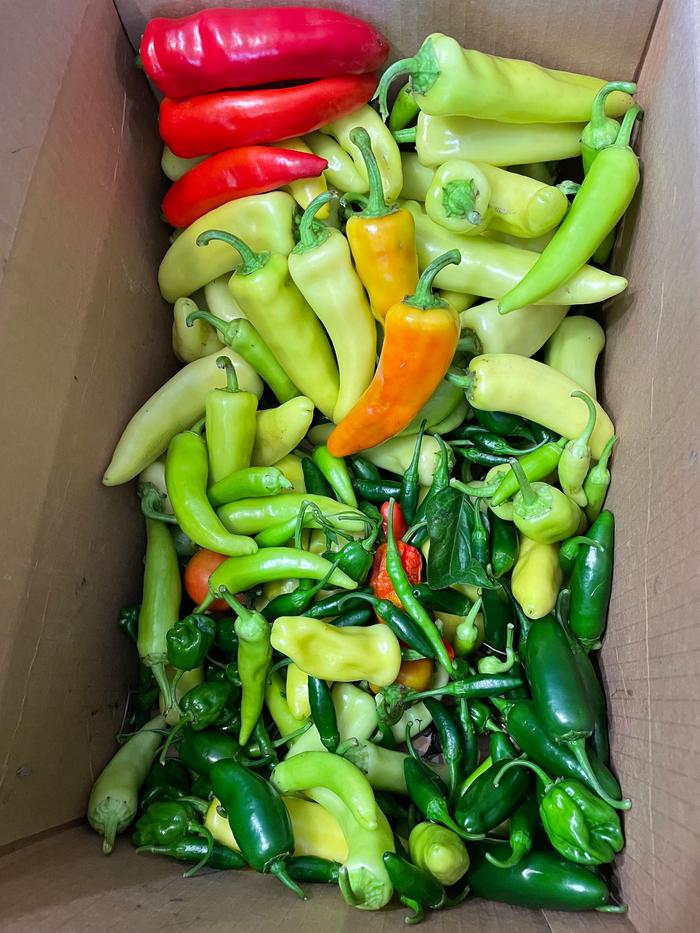 [Thumbnail for pepper-harvest.jpeg]