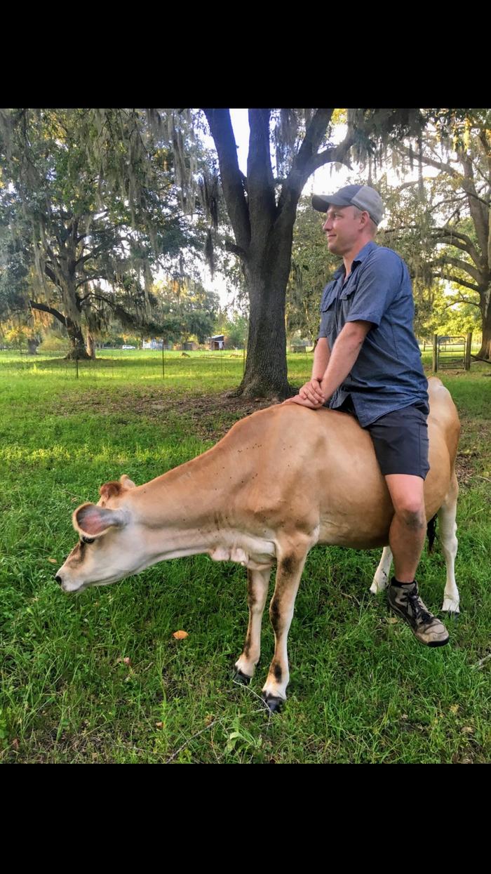 [Thumbnail for Cow.jpeg]