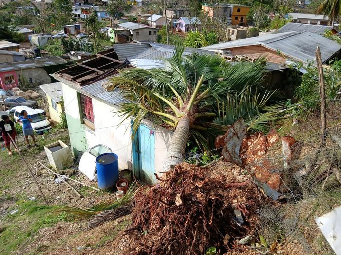 a palm tree toppled on a roof after a tropical hurricane