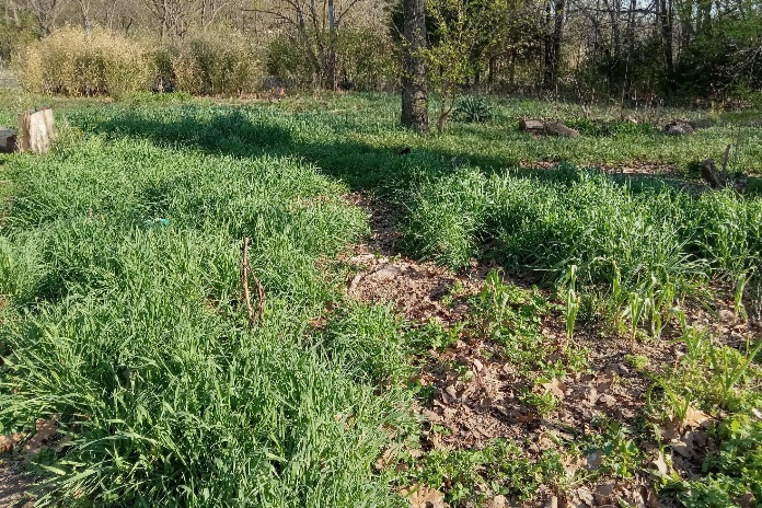 Winter rye cover crop