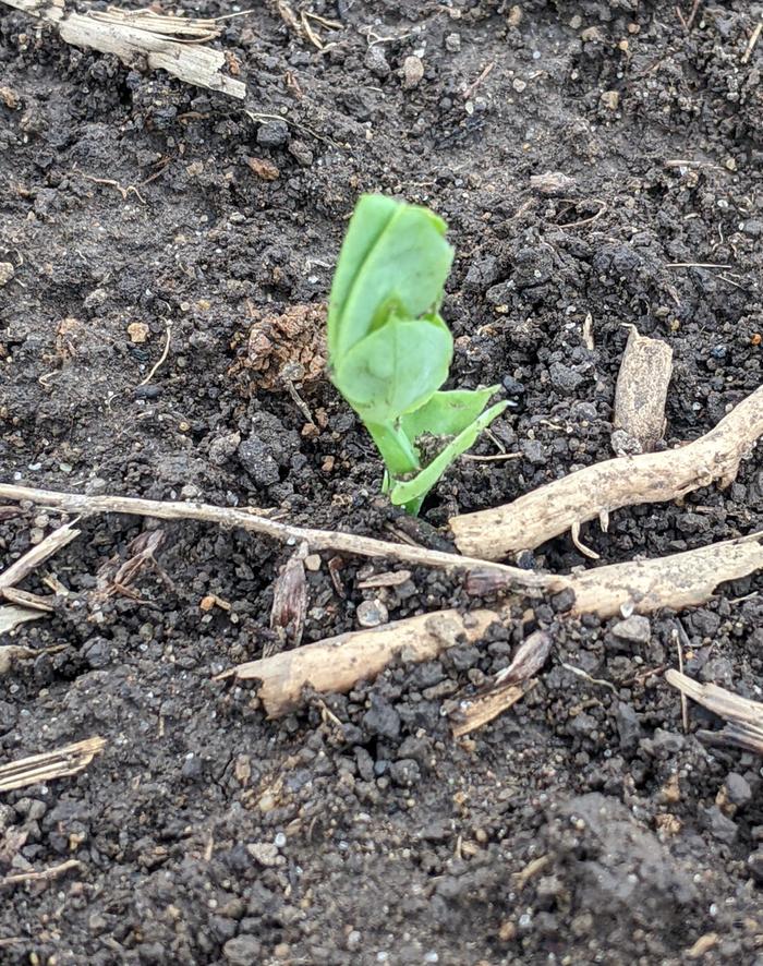 Sprouting Pea
