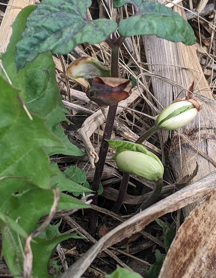 Volunteer Beans