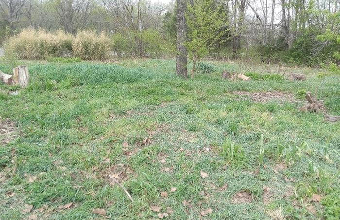 Winter rye cut down April 09