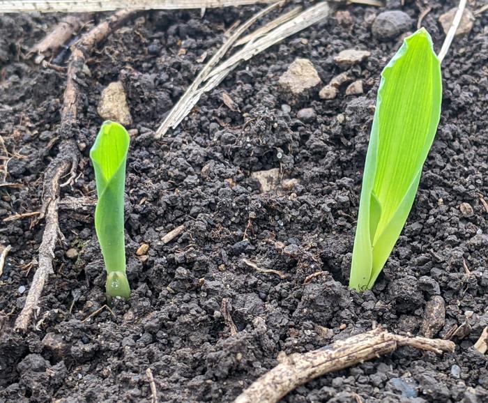 Indian Corn sprouting