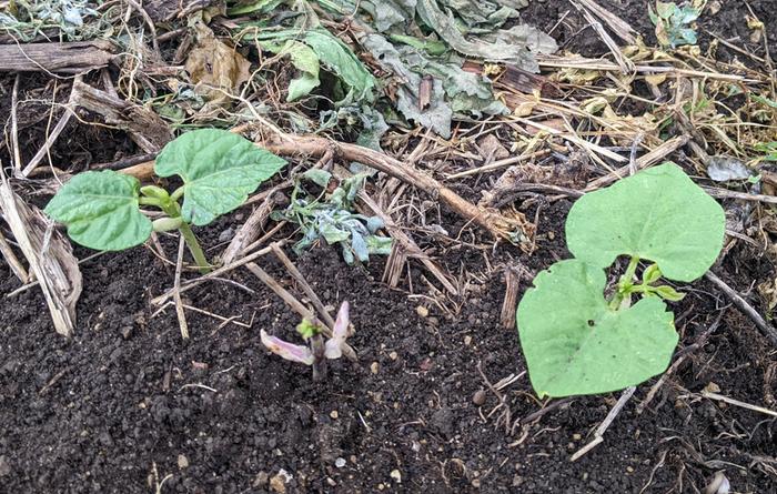 Beans sprouting
