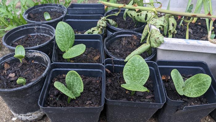 Watermelon sprouts