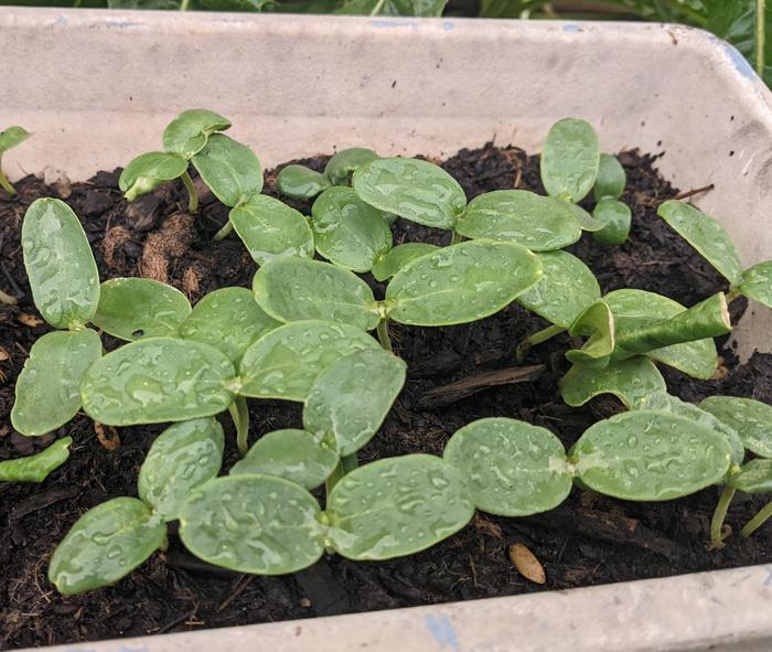 Cantaloupe sprouts