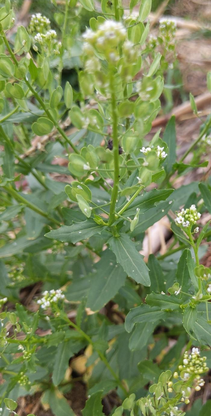 Common Pennycress