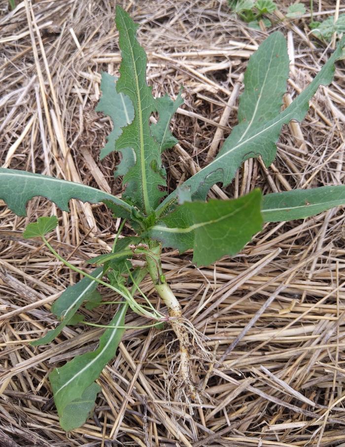 Prickly Lettuce