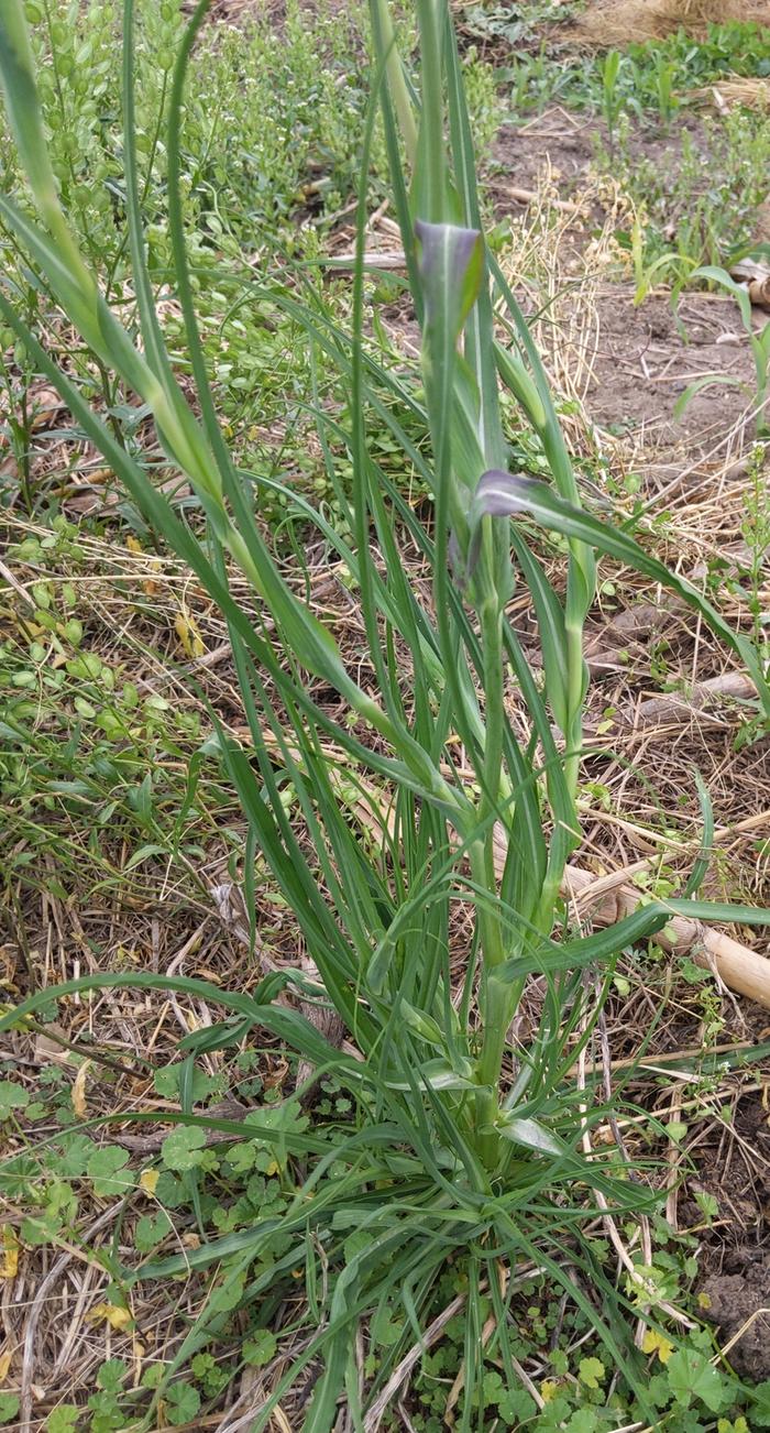 Yellow Salsify