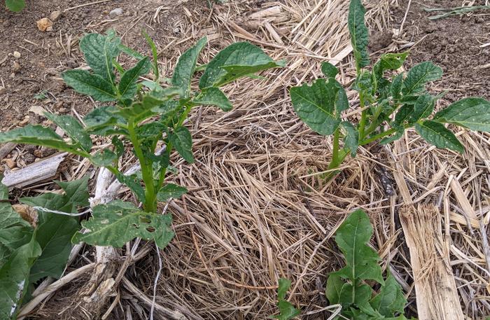 Potato volunteer