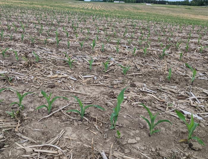 Hybrid corn