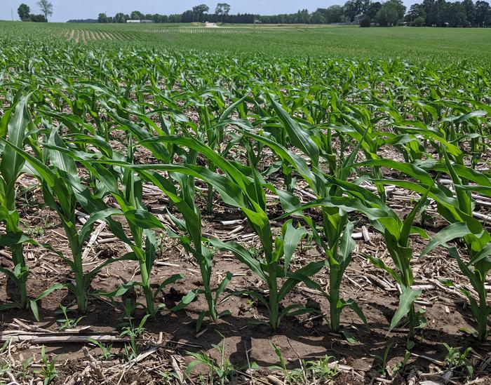 Conventional Hybrid Corn