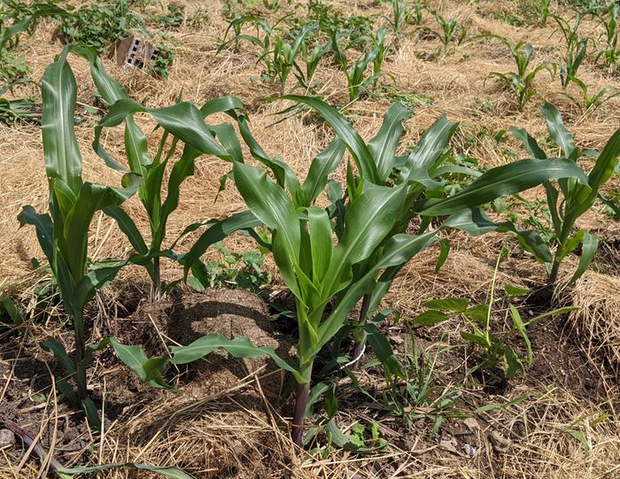 Open Pollinated Corn Hill