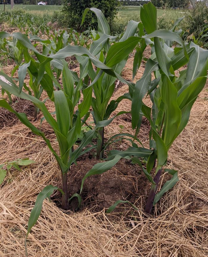 Corn hill
