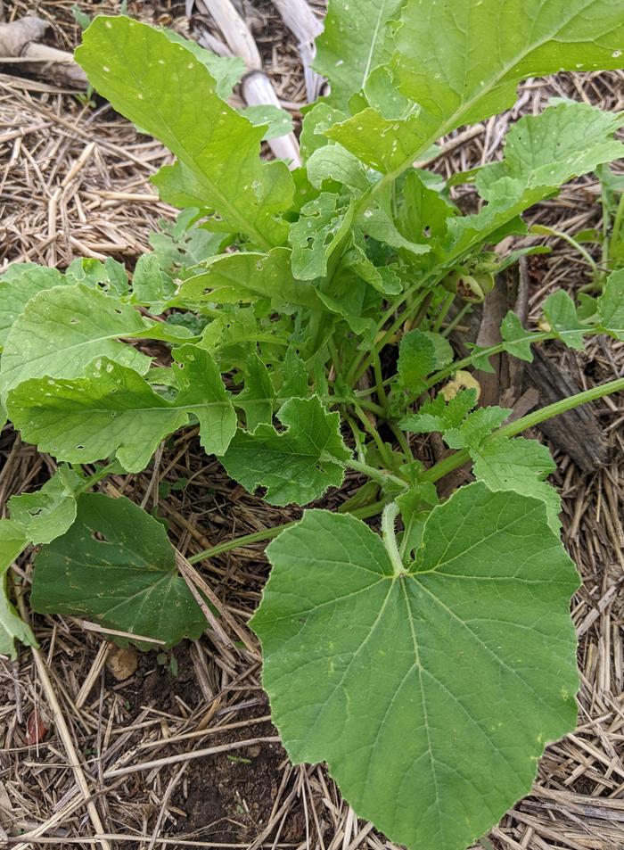 radish with squash plant