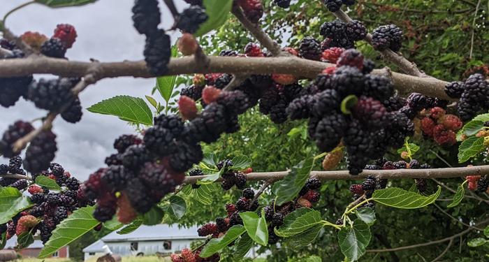 mulberry