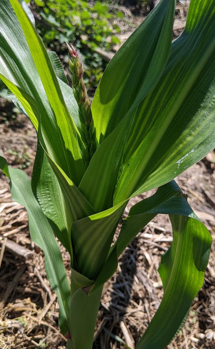 Baker Creek Mountain Morado Corn