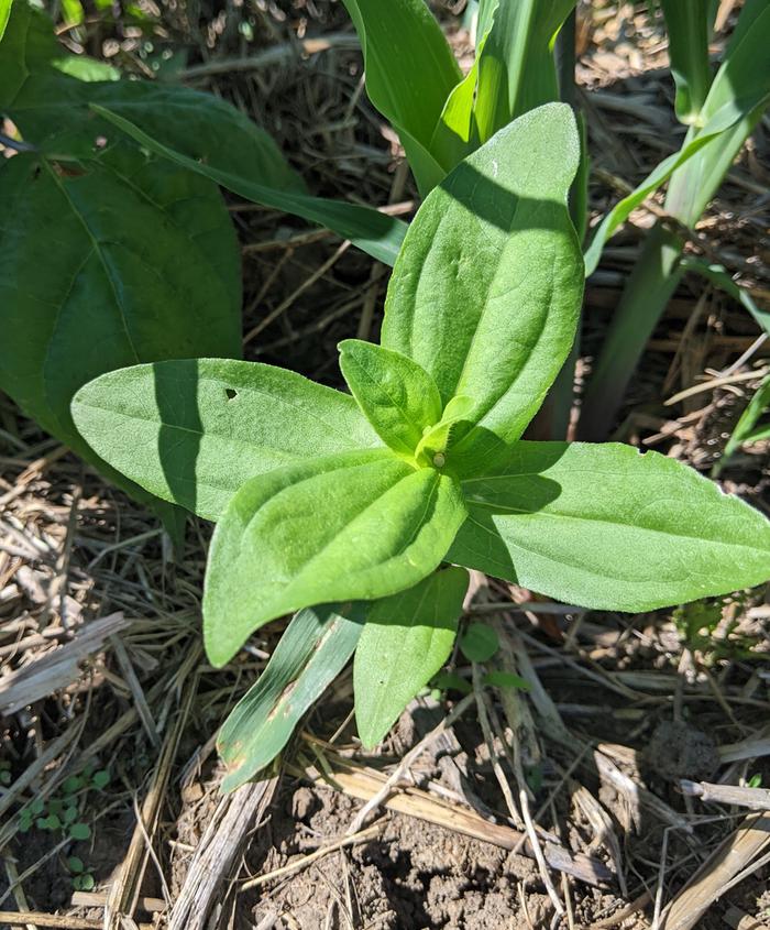 Cone Flower sprout
