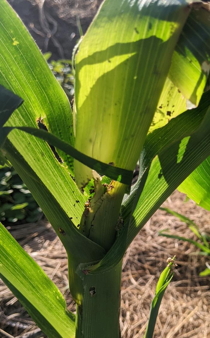 Insect damage to corn